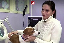 Russie: Son chien a un défaut, elle tente la chirurgie plastique